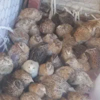فروش بلدرچین