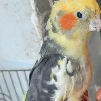 عروس هلندی نر وماده