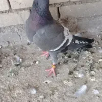 یک جفت طاوسی مبلغ ۵میلیون