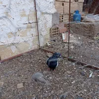 سینه ای برای فروش