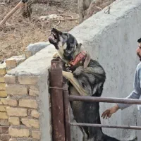 سرابی