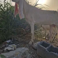 بز گوسفد گاو گوساله