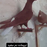 کبوتر رنگه