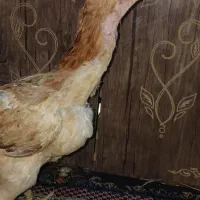 مرغ ریش افغان