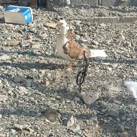 کبوتر رودان