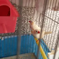 فنچ