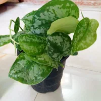 پتوس ببری