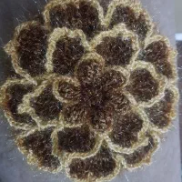 اسکاج