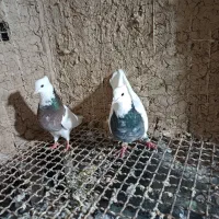 کبوتر طوقی و رنگی سالم  پروازی