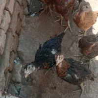 جوجه لاری درجه 1