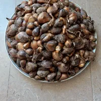 گلخانه بامبو آنلاین شاپ در زرقان