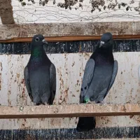 سبز دوخت دودی