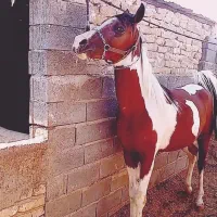 اسب|اسب و تجهیزات اسب‌سواری|کاشان, مشکات|دیوار