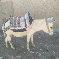 خر نر ارام‌