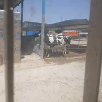 نیروی کار برای انبار در گاوداری