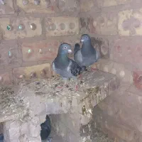 کفتر|پرنده|آیسک, |دیوار