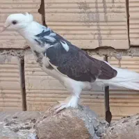 کبوتر هما سرور و شازده سبز