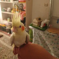 پرنده