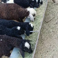 بره