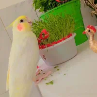عروس هلندی