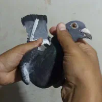 کبوتر پلاکی سر حال