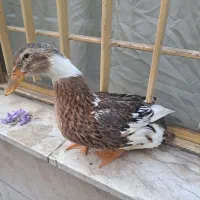 اردک تخمگذار یک ساله