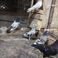 کبوتر گرفتنی
