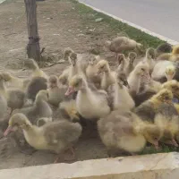 غاز بزرگ جوجه غاز 20روزه و10روزه و5روزه