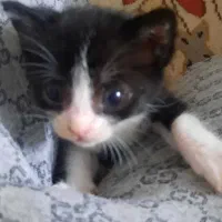 بچه گربه ۳ماهه