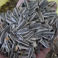 پخش تخمه باارسال رایگان