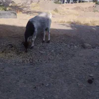 بز 3زه دورگه