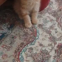 بچه گربه زرد