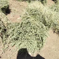 یونجه