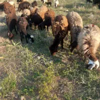 فروش گوسفند شیشکی بره دار ۲۲عدد
