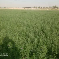 خوراک دام یونجه