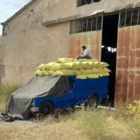 خریدجمع آوری کود فضله کبوتر وحشی سوله و‌ شیروانی