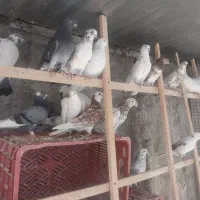 کبوترپرشی سوقدیم تهران ۶۰عدد نرماده یجا