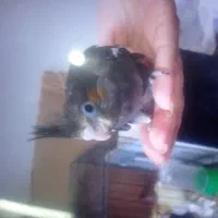 جوجه عروس هلندی سرلاکی