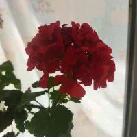 سرای شمعدانی