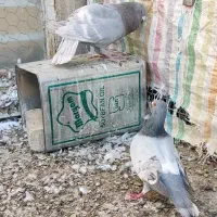 نر و ماده الماسی خطی