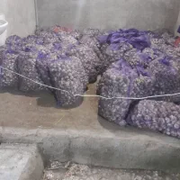 سیر بذری سیرخندان  سیر زیر سرند