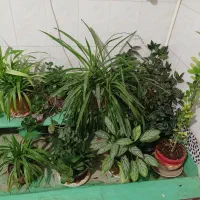 گل طبیعی فروش