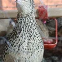 بلدرچین ماده