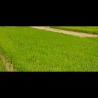 فروش بذر فجر 75روزه آماده نشا