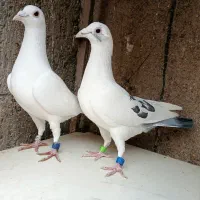 کبوتر پلاکی خالص