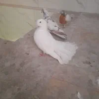 یک عددکبوتر دم چتری