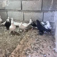 کبوتر اوچان