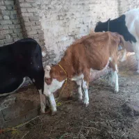 گاو و گوساله و گاومیش