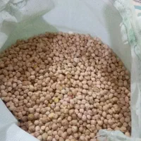 نخود دیم بوجار شده