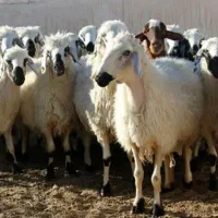 بره